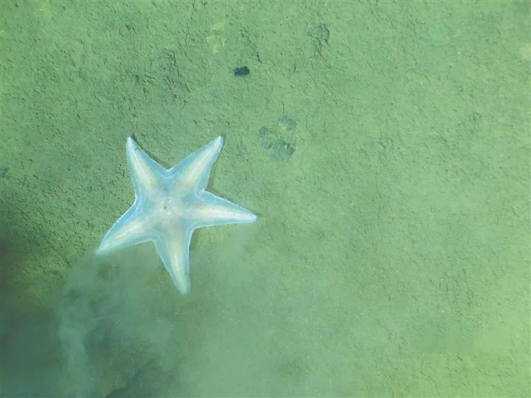 马里亚纳海沟海底的海星。科研团队供图